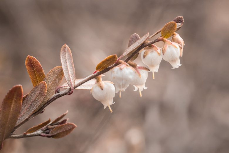Chamaedaphne calyculata, Leatherleaf, Cassandra, Evergreen Shrubs, White Flowers