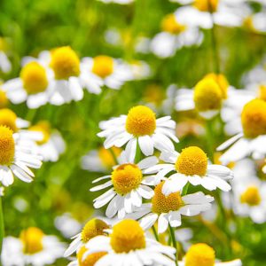 Chamaemelum nobile, Chamomile, German Chamomile, Ground apple, Lawn Chamomile, Pellitory of Spain, Roman Chamomile, St Anne's Flower, Scotch Chamomile, Sweet Chamomile, Wild Chamomile, Anthemis nobilis