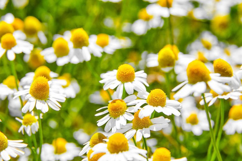Chamaemelum nobile, Chamomile, German Chamomile, Ground apple, Lawn Chamomile, Pellitory of Spain, Roman Chamomile, St Anne's Flower, Scotch Chamomile, Sweet Chamomile, Wild Chamomile, Anthemis nobilis