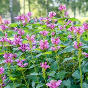 Chelone obliqua, Twisted Shell Flower, Turtlehead, Shellflower, Rose Turtlehead, Pink Flowers, Purple Flowers, Pink Perennial, Purple Perennial