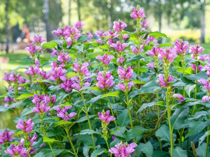 Chelone obliqua, Twisted Shell Flower, Turtlehead, Shellflower, Rose Turtlehead, Pink Flowers, Purple Flowers, Pink Perennial, Purple Perennial