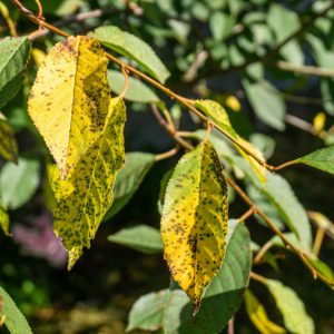 Cherry Leaf Spot, Identify Cherry Leaf Spot, Cherry Leaf Spot Symptoms, Prevent Cherry Leaf Spot, Treat Cherry Leaf Spot