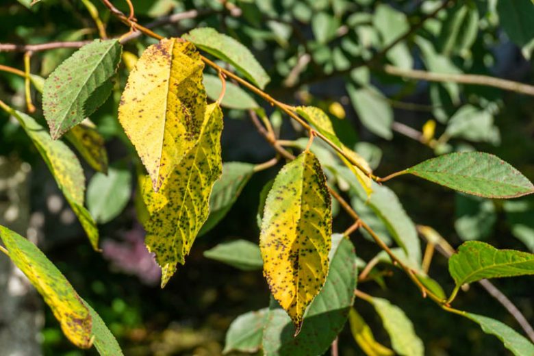 Cherry Leaf Spot, Identify Cherry Leaf Spot, Cherry Leaf Spot Symptoms, Prevent Cherry Leaf Spot, Treat Cherry Leaf Spot