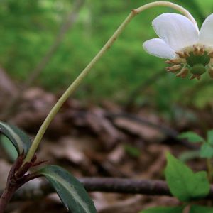Chimaphila maculata, Striped Prince's Pine, Spotted Wintergreen,  Pipsissewa, Shade perennials, White flowers