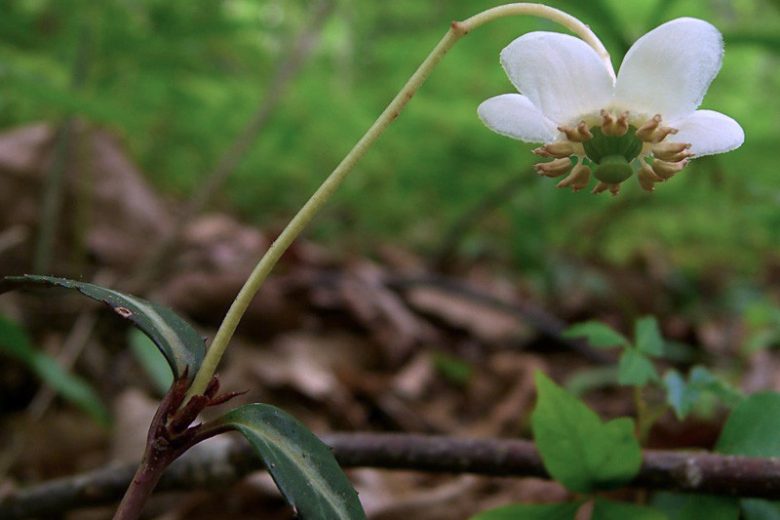 Chimaphila maculata, Striped Prince's Pine, Spotted Wintergreen,  Pipsissewa, Shade perennials, White flowers