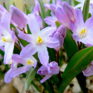 Chionodoxa Violet Beauty, Glory of the Snow Violet Beauty, Chionodoxa forbesii, Chionodoxa Luciliae, Chionodoxa Gigantea, Spring bulbs, Violet Spring Flowers