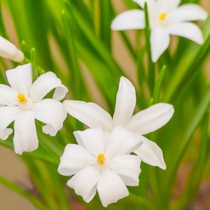 Chionodoxa Alba, Glory of the Snow Alba, Chionodoxa forbesii, Chionodoxa Luciliae, Chionodoxa Gigantea, Spring bulbs, Early Spring bloom, Late winter bloom