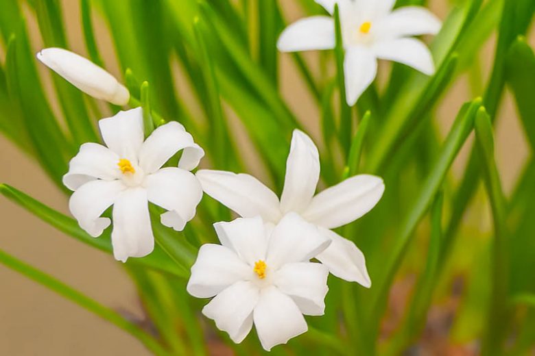 Chionodoxa Alba, Glory of the Snow Alba, Chionodoxa forbesii, Chionodoxa Luciliae, Chionodoxa Gigantea, Spring bulbs, Early Spring bloom, Late winter bloom