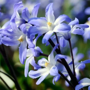 Chionodoxa Blue Giant, Glory of the Snow Blue Giant, Chionodoxa forbesii, Chionodoxa Luciliae, Chionodoxa Gigantea, Spring bulbs, Early Spring bloom, Late winter bloom