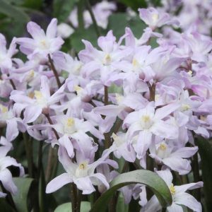 Chionodoxa Pink Giant, Glory of the Snow Pink Giant, Chionodoxa forbesii, Chionodoxa Luciliae, Chionodoxa Gigantea, Spring bulbs, Early Spring bloom, Late winter bloom