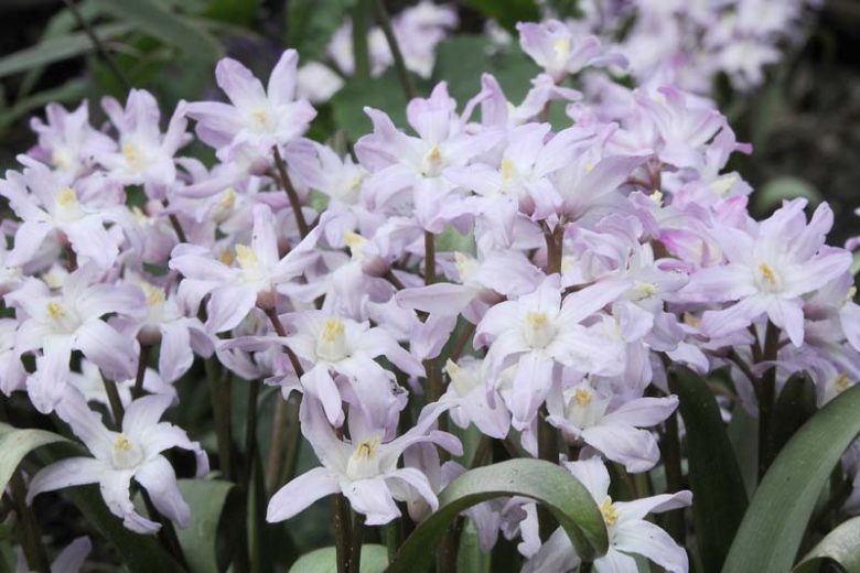 Chionodoxa Pink Giant, Glory of the Snow Pink Giant, Chionodoxa forbesii, Chionodoxa Luciliae, Chionodoxa Gigantea, Spring bulbs, Early Spring bloom, Late winter bloom