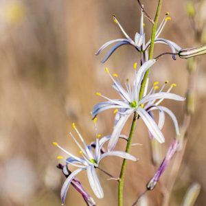 Chlorogalum pomeridianum, Soap Plant, Wavyleaf Soap Plant, Wavyleaf Soap-plant, Amole, Soaproot, California Native Plants, Oregon Native Plants