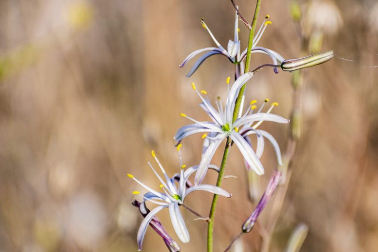 Chlorogalum pomeridianum, Soap Plant, Wavyleaf Soap Plant, Wavyleaf Soap-plant, Amole, Soaproot, California Native Plants, Oregon Native Plants
