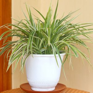 Spider Plant, Spider Plant Care, Spider Plants, Chlorophytum comosum, Spider Ivy, Ribbon Plant, Evergreen Perennial