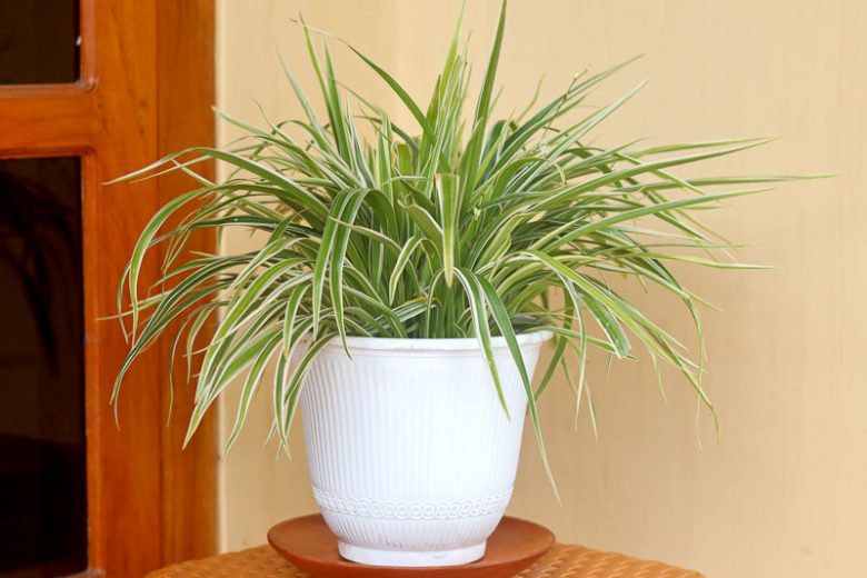 Spider Plant, Spider Plant Care, Spider Plants, Chlorophytum comosum, Spider Ivy, Ribbon Plant, Evergreen Perennial