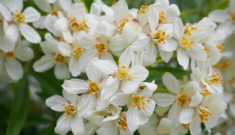 Choisya x dewitteana 'Aztec Pearl', Mexican Orange 'Aztec Pearl', white flowers, fragrant shrub, evergreen shrub