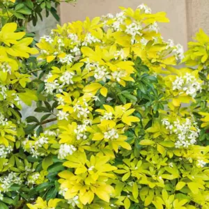 Mexican Orange Blossom Sundance, Mexican Orange Flower Sundance, Mexican Orange Sundance, Golden Choisya, Golden Mexican Orange, white flowers, fragrant shrub, evergreen shrub