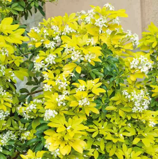 Mexican Orange Blossom Sundance, Mexican Orange Flower Sundance, Mexican Orange Sundance, Golden Choisya, Golden Mexican Orange, white flowers, fragrant shrub, evergreen shrub