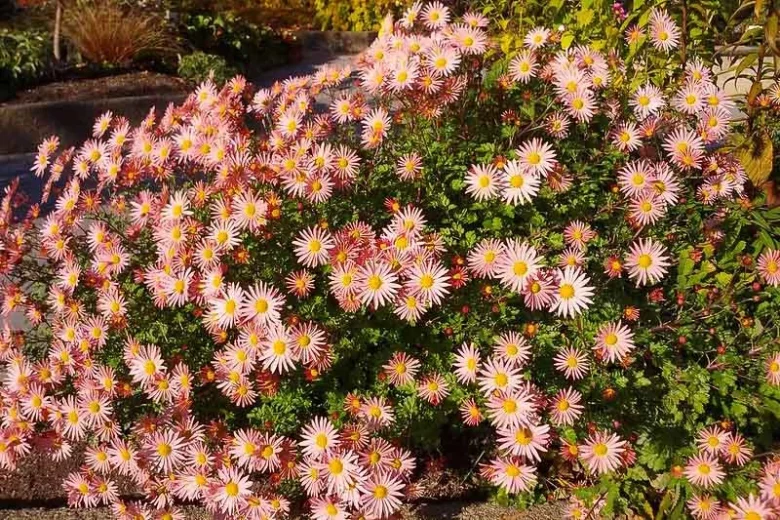 Chrysanthemum 'Apricot', Garden Mum 'Apricot', Florist's Mum 'Apricot', Hardy Garden Mum 'Apricot', Dendranthema 'Apricot', chrysanthemum 'Cottage Apricot', Dendranthema 'Cottage Apricot', Pink Fall Flowers