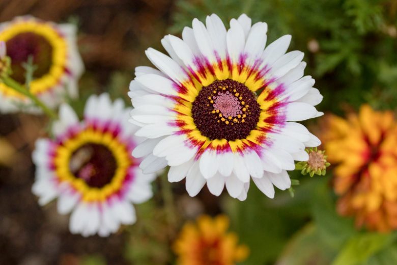 Chrysanthemum carinatum, Tricolor Chrysanthemum, Painted Daisy, Summer Chrysanthemum, White Flowers, Yellow Flower, Pink Flowers, Red Flowers