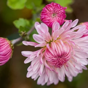 Chrysanthemum 'Emperor of China', Garden Mum 'Emperor of China', Florist's Mum 'Emperor of China', Hardy Garden Mum 'Emperor of China', Dendranthema 'Emperor of China', Dendranthema 'Cottage Pink', Chrysanthemum 'Cottage Pink', Pink Fall Flowers