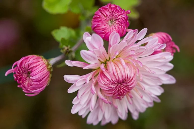 Chrysanthemum 'Emperor of China', Garden Mum 'Emperor of China', Florist's Mum 'Emperor of China', Hardy Garden Mum 'Emperor of China', Dendranthema 'Emperor of China', Dendranthema 'Cottage Pink', Chrysanthemum 'Cottage Pink', Pink Fall Flowers
