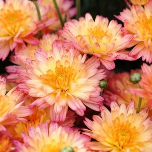 Chrysanthemum 'Rhumba', Garden Mum 'Rhumba', Flamingo Pineapple Pink Garden Mum, Garden Mum 'Flamingo Pineapple Pink', Chrysanthemum grandiflorum, Pink Chrysanthemum, Fall Flowers
