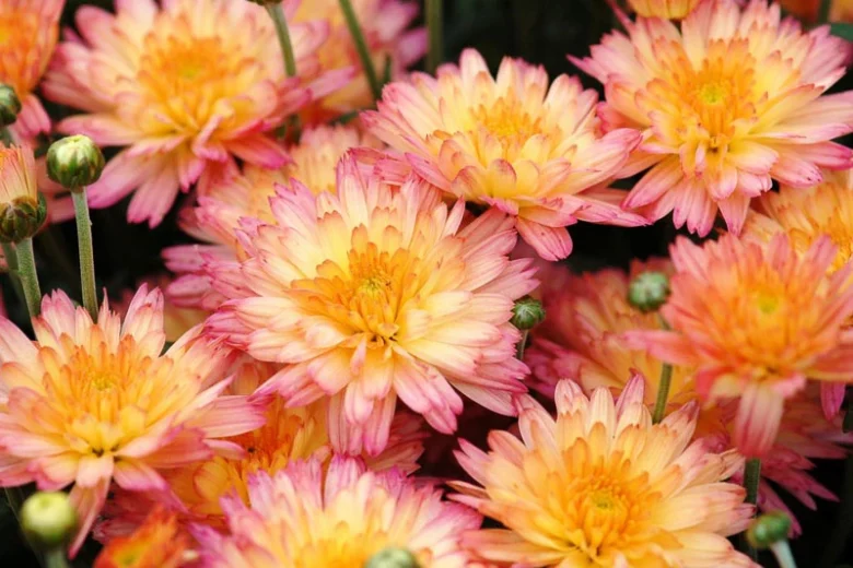 Chrysanthemum 'Rhumba', Garden Mum 'Rhumba', Flamingo Pineapple Pink Garden Mum, Garden Mum 'Flamingo Pineapple Pink', Chrysanthemum grandiflorum, Pink Chrysanthemum, Fall Flowers