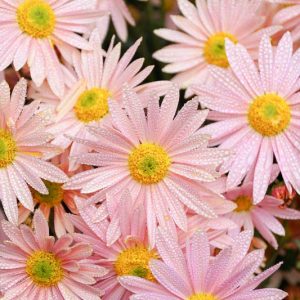 Chrysanthemum 'Hillside Sheffield Pink', Garden Mum 'Hillside Sheffield Pink', Florist's Mum 'EHillside Sheffield Pink', Hardy Garden Mum 'Hillside Sheffield Pink', Dendranthema 'Hillside Sheffield Pink'', Pink Fall Flowers