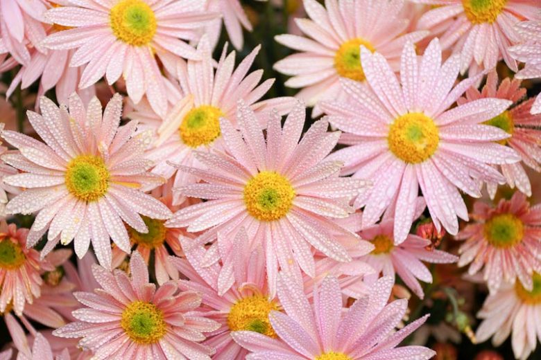 Chrysanthemum 'Hillside Sheffield Pink', Garden Mum 'Hillside Sheffield Pink', Florist's Mum 'EHillside Sheffield Pink', Hardy Garden Mum 'Hillside Sheffield Pink', Dendranthema 'Hillside Sheffield Pink'', Pink Fall Flowers