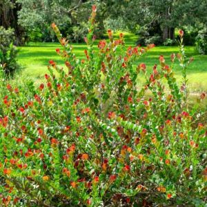 Chrysobalanus icaco, Icaco Coco Plum, Icaco Coco-plum, Coco Plum, Paradise Plum, Florida Native Shrub, Evergreen Shrub,