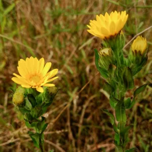 Chrysopsis mariana, Maryland Goldenaster, Maryland Golden Aster, Chrysopsis mariana var. macradenia, Heterotheca mariana, Heterotheca mariana var. macradenia, Inula mariana
