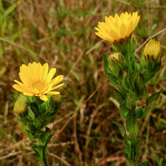 Chrysopsis mariana, Maryland Goldenaster, Maryland Golden Aster, Chrysopsis mariana var. macradenia, Heterotheca mariana, Heterotheca mariana var. macradenia, Inula mariana