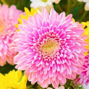 Mums, Chrysanths, Hardy Mums, Garden Mums, Perennial Mums, Decorative Chrysanthemum, Pompon Chrysanthemum, Single Chrysanthemum, Double Chrysanthemum, Anemone Chrysanthemum, Quill Chrysanthemum, Spider Chrysanthemum