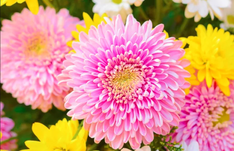 Mums, Chrysanths, Hardy Mums, Garden Mums, Perennial Mums, Decorative Chrysanthemum, Pompon Chrysanthemum, Single Chrysanthemum, Double Chrysanthemum, Anemone Chrysanthemum, Quill Chrysanthemum, Spider Chrysanthemum