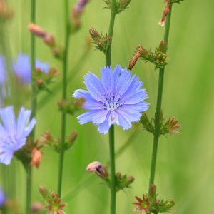 Cichorium intybus, Chicory, Blue Sailors, Barbe de Capucin, Blue Dandelion, Bunk, Coffee Weed, French Endive, Succory, Witloof, Whitloof