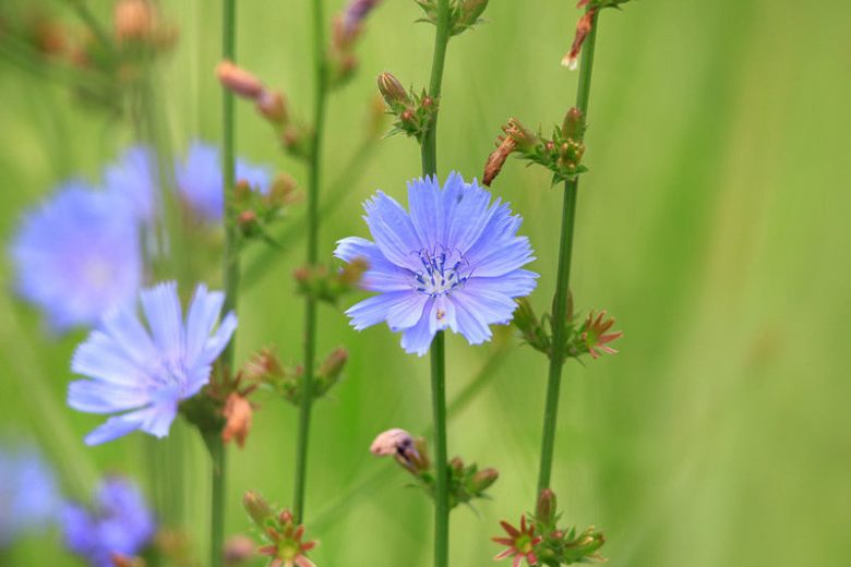 Cichorium intybus, Chicory, Blue Sailors, Barbe de Capucin, Blue Dandelion, Bunk, Coffee Weed, French Endive, Succory, Witloof, Whitloof