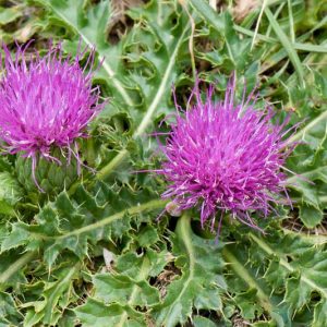 Cirsium acaule, Stemless Thistle, Dwarf Thistle, perennial plant, perennial plants, Purple flowers, Pink flowers