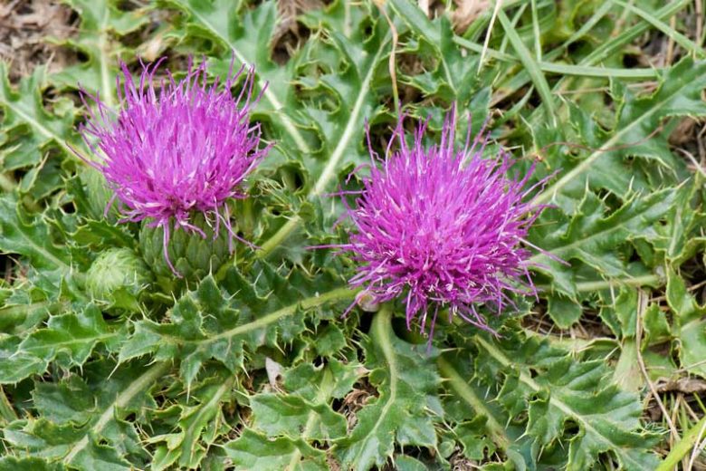 Cirsium acaule, Stemless Thistle, Dwarf Thistle, perennial plant, perennial plants, Purple flowers, Pink flowers