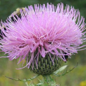Cirsium altissimum, Tall Thistle, Carduus altissimus, Cirsium altissimum var. biltmoreanum, perennial plant, perennial plants, Purple flowers, Pink flowers