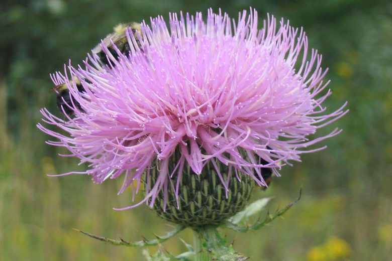 Cirsium altissimum, Tall Thistle, Carduus altissimus, Cirsium altissimum var. biltmoreanum, perennial plant, perennial plants, Purple flowers, Pink flowers