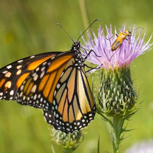 Cirsium discolor, Field Thistle, Pasture Thistle, Carduus discolor, perennial plant, perennial plants, Purple flowers, Pink flowers