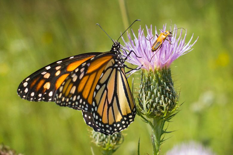 Cirsium discolor, Field Thistle, Pasture Thistle, Carduus discolor, perennial plant, perennial plants, Purple flowers, Pink flowers