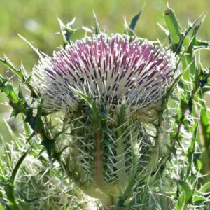 Cirsium horridulum, Bull Thistle, Bristle Thistle, Yellow Thistle, Horrid Thistle, Purple Thistle, Spiny Thistle, perennial plant, perennial plants, Purple flowers, Pink flowers