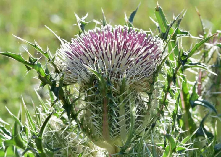 Cirsium horridulum, Bull Thistle, Bristle Thistle, Yellow Thistle, Horrid Thistle, Purple Thistle, Spiny Thistle, perennial plant, perennial plants, Purple flowers, Pink flowers