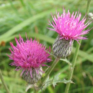 Cirsium muticum, Swamp Thistle, Carduus muticus, Cirsium bigelovii, Butterfly plants, Purple flowers, Pink flowers