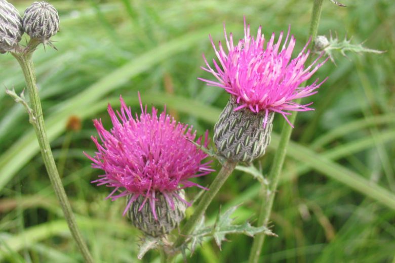Cirsium muticum, Swamp Thistle, Carduus muticus, Cirsium bigelovii, Butterfly plants, Purple flowers, Pink flowers