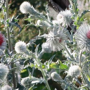 Cirsium occidentale, Cobwebby Thistle, Western Thistle, perennial plant, perennial plants, Purple flowers, Pink flowers