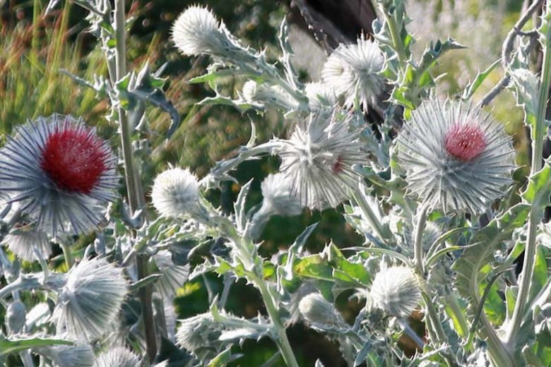 Cirsium occidentale, Cobwebby Thistle, Western Thistle, perennial plant, perennial plants, Purple flowers, Pink flowers