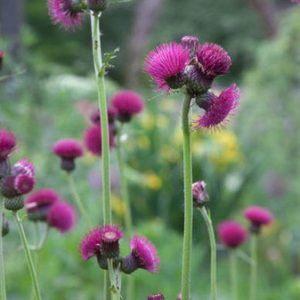 Cirsium Rivulare 'Atropurpureum' , Plume Thistle, Brook Thistle, perennial plant, perennial plants, red flowers, magenta flowers